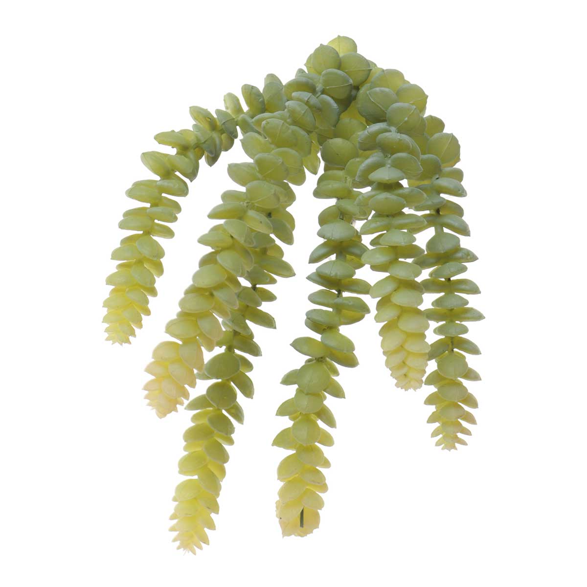 astroloba succulent Astroloba Succulent 9.75" – Rusty Cottage