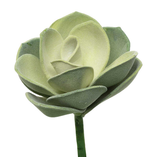 Grecheveria Succulant 6"