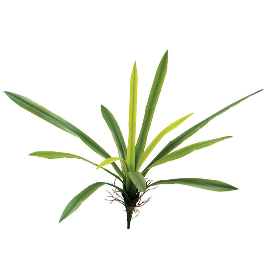 Broadleaf Plant